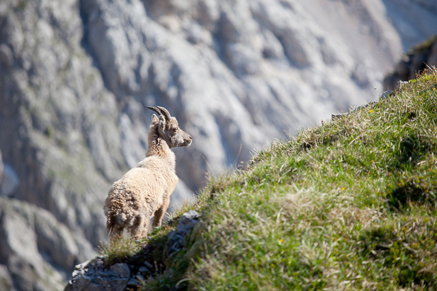 kleiner Steinbock - piccolo di stambecco