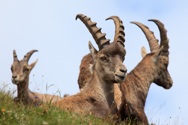 Steinbock - stambecco