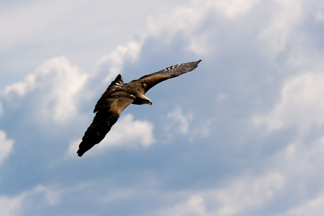 Steinadler - aquila reale